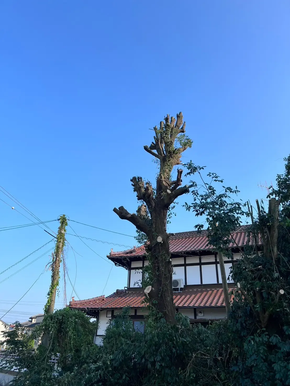 敷地からはみ出た枝