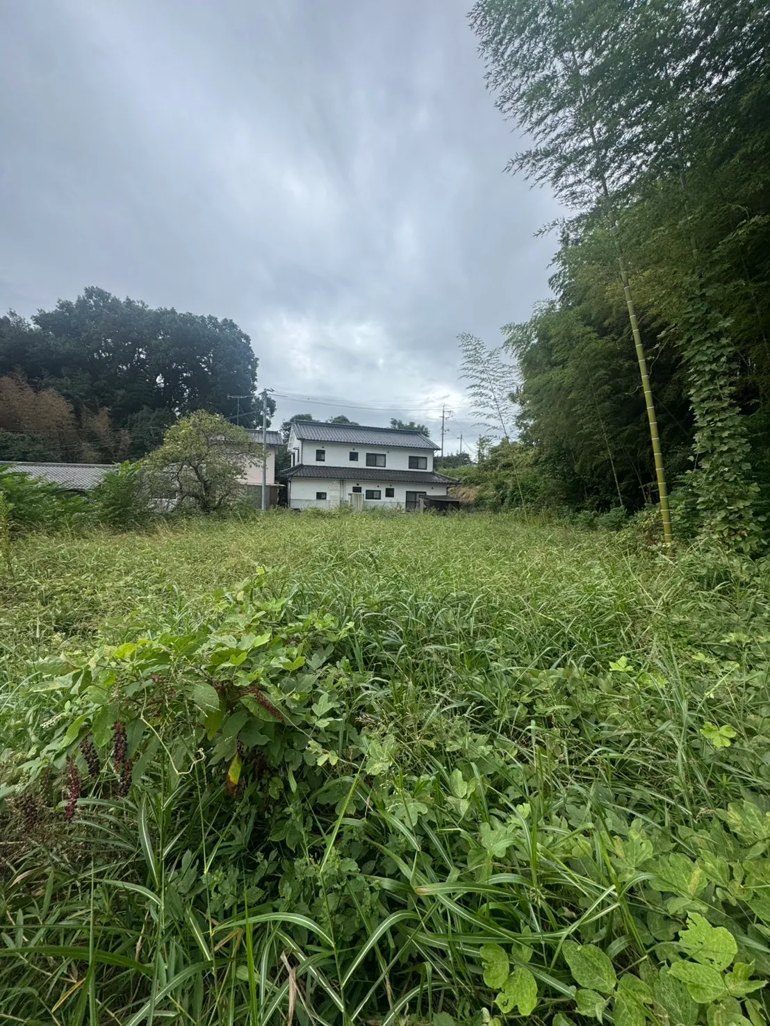 白い二階建て住宅の手前に葉の広い草や細い草が密生した敷地
