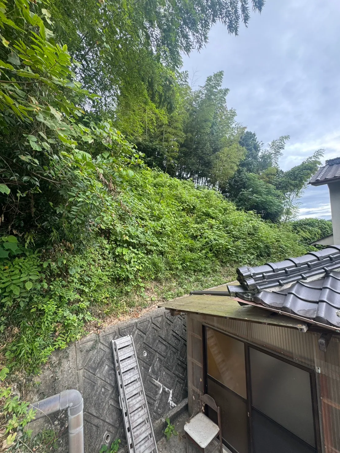 瓦屋根のすぐ背後で草とつるに覆われた斜面