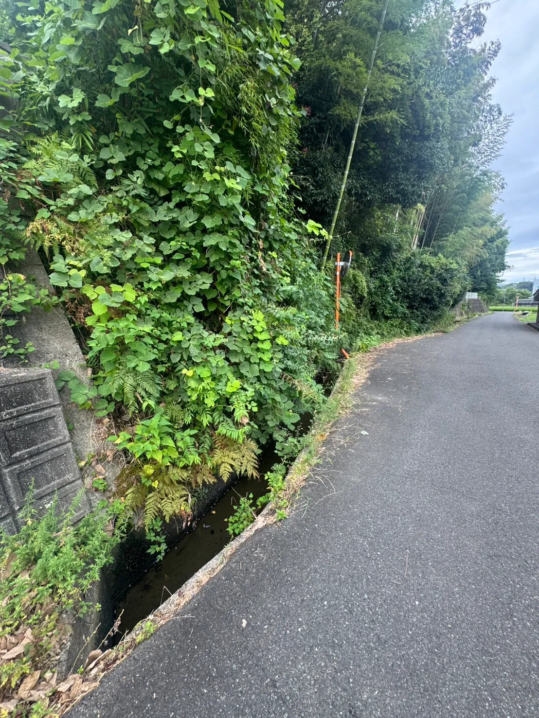 水の見える側溝に沿って草やつるが擁壁にかかる道路際