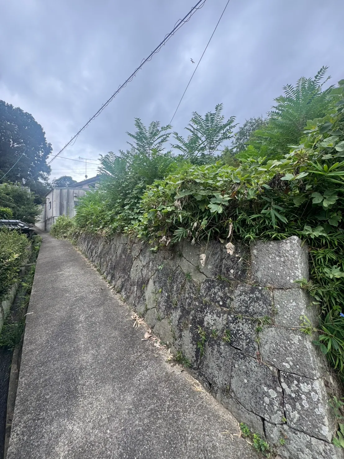 石積みの上から植物が垂れ下がり反対側に細い溝が続く舗装路
