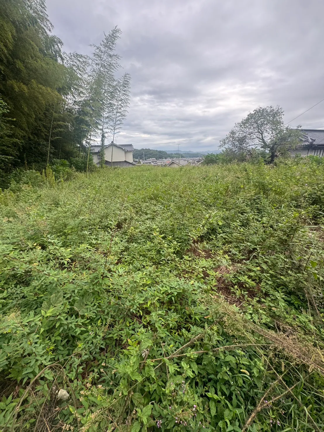 竹林と大きな立木の間に丈の異なる草が伸びた福山市芦田町の敷地