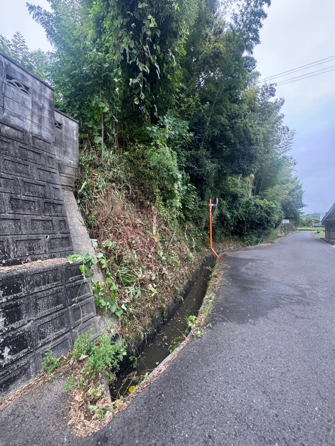 側溝脇の下草が減りコンクリートの擁壁が見える道路際