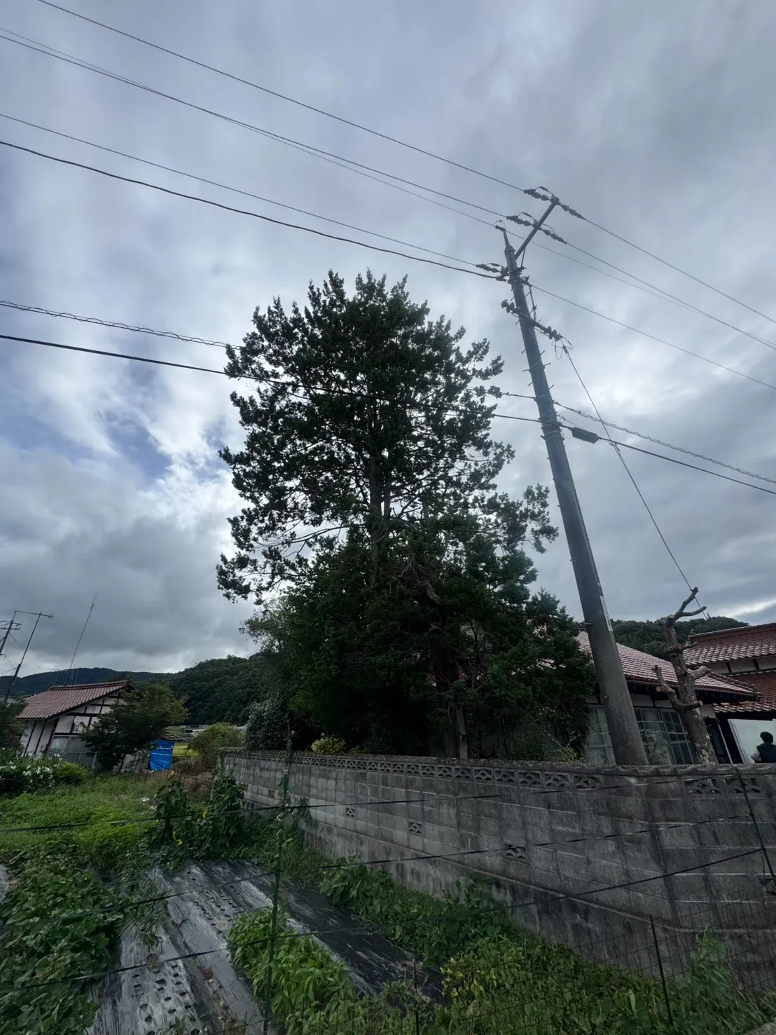 志和町の施工前を畑側から撮影。ブロック塀の内側に高木が立ち、右側に瓦屋根と電柱、上空に架線が見える。