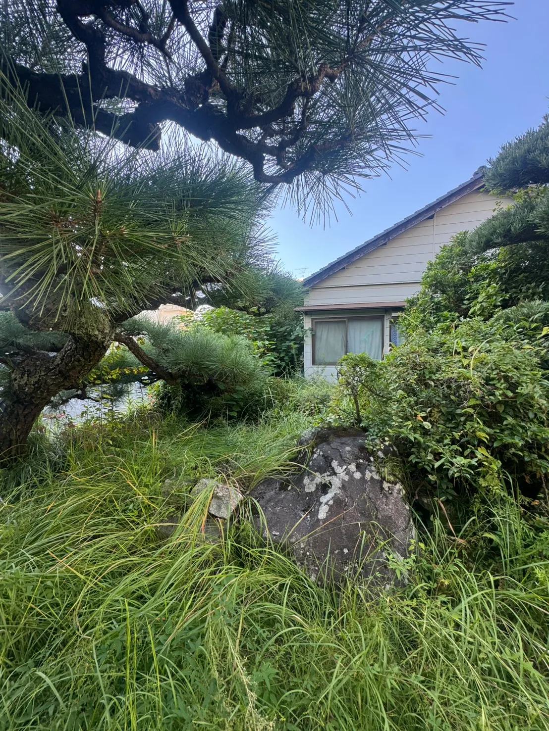 三滝町の施工前。大きな庭石や庭木の周囲に長い草が伸びている住宅の庭
