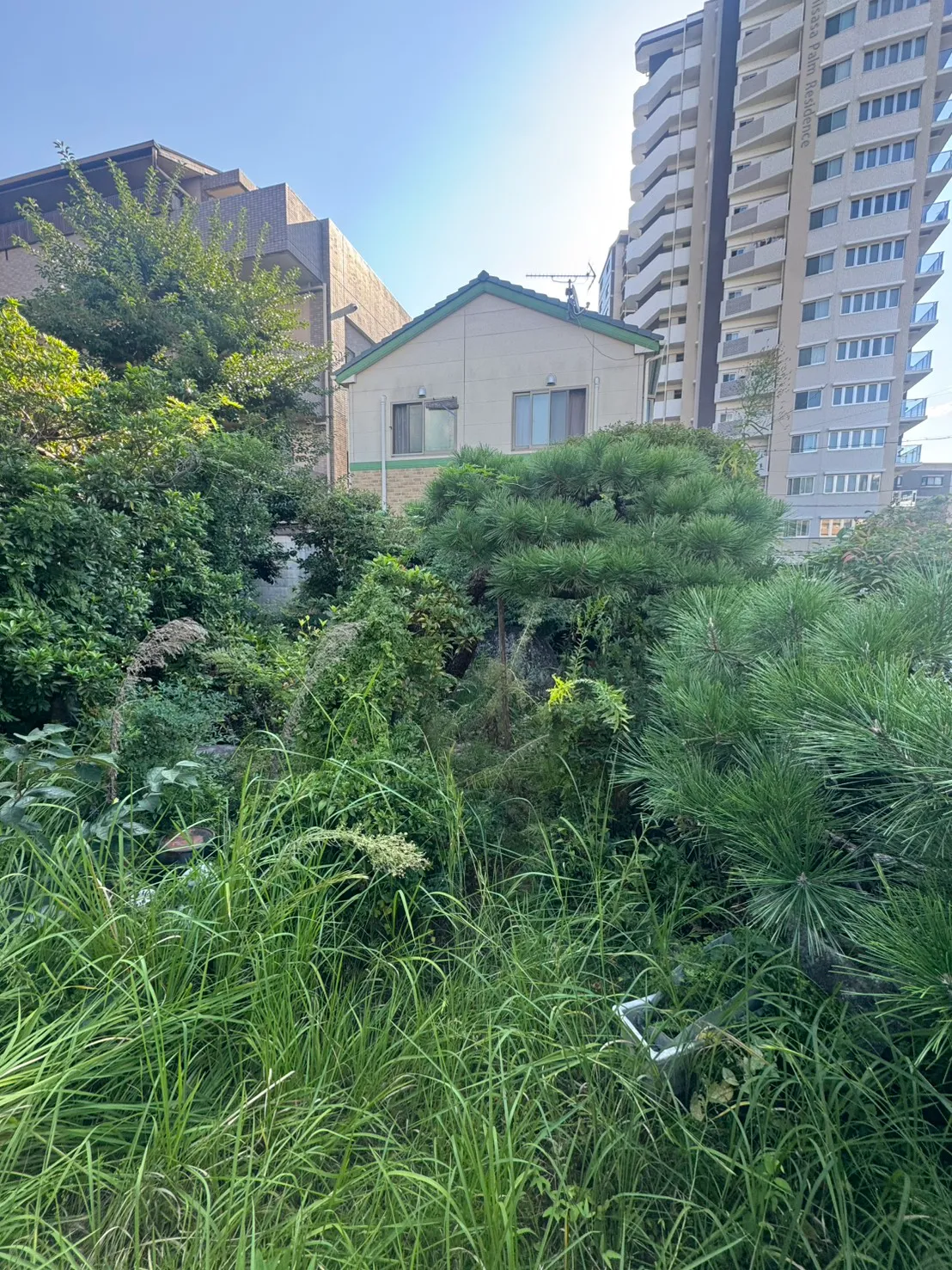 三滝町の施工前。庭木や低木、草が重なっている住宅の庭を別角度から見た様子