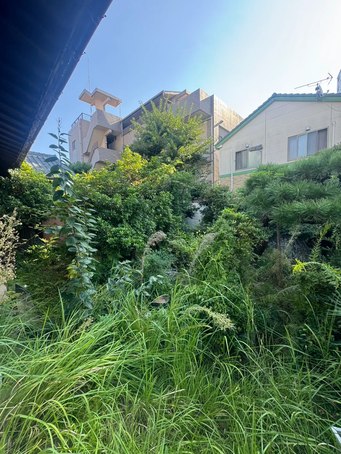三滝町の施工前。庭の奥まで庭木と草が続き、地面が見えにくくなっている様子