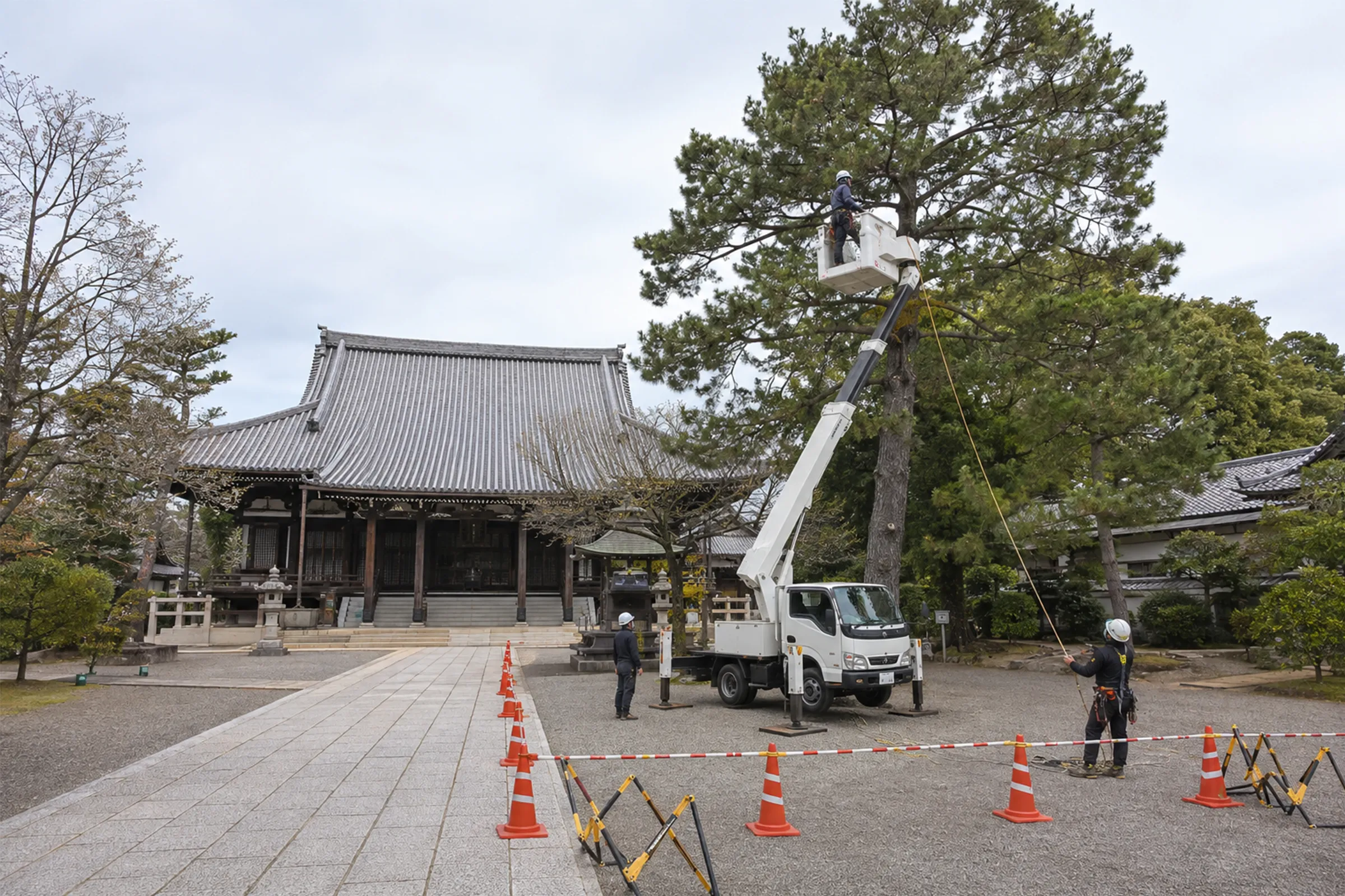 寺社の境内で、高所作業車から松の枝を整える作業員と地上の補助作業員