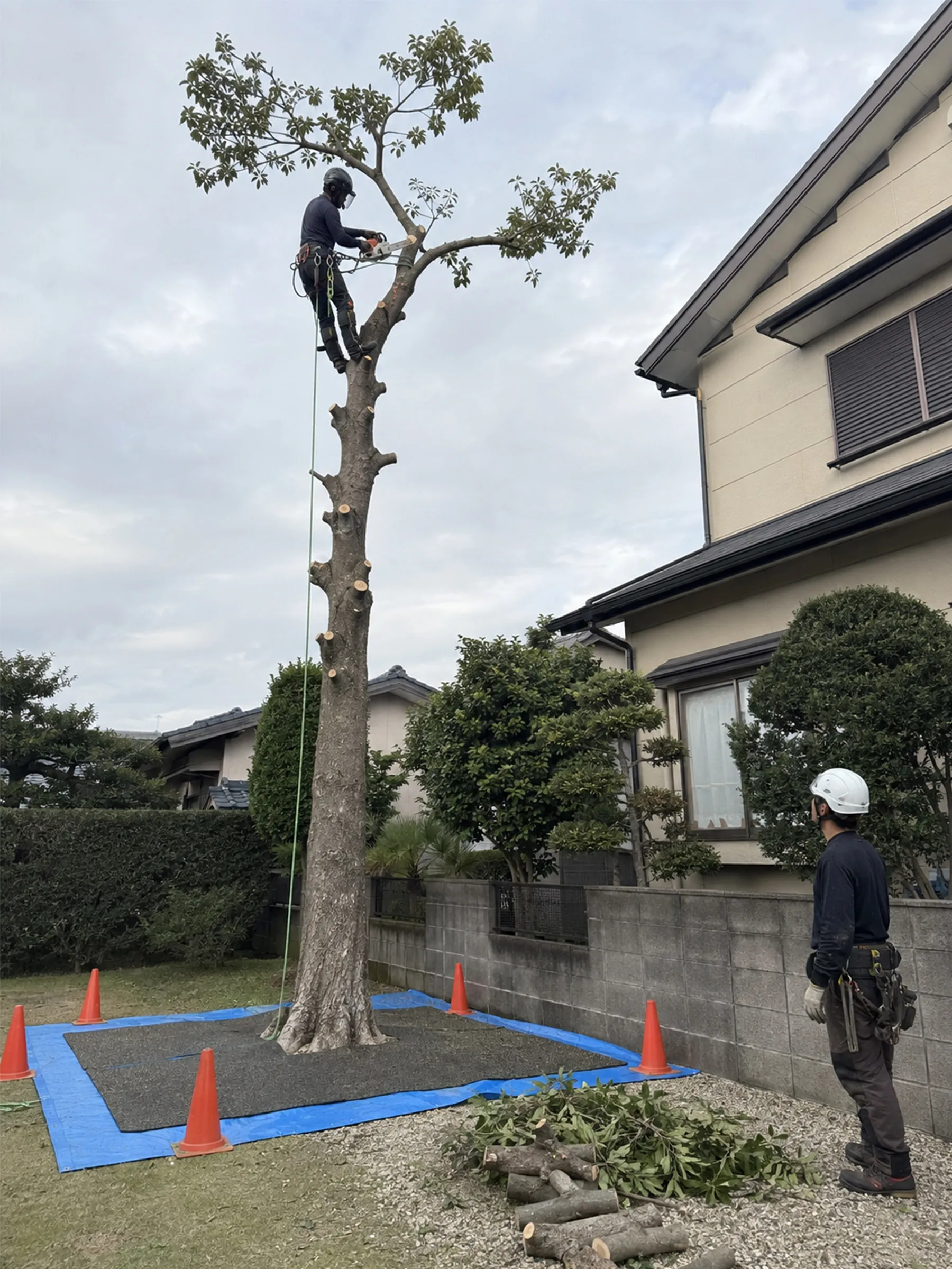 住宅に近い高木へ登り、上部から枝を切り分ける作業員