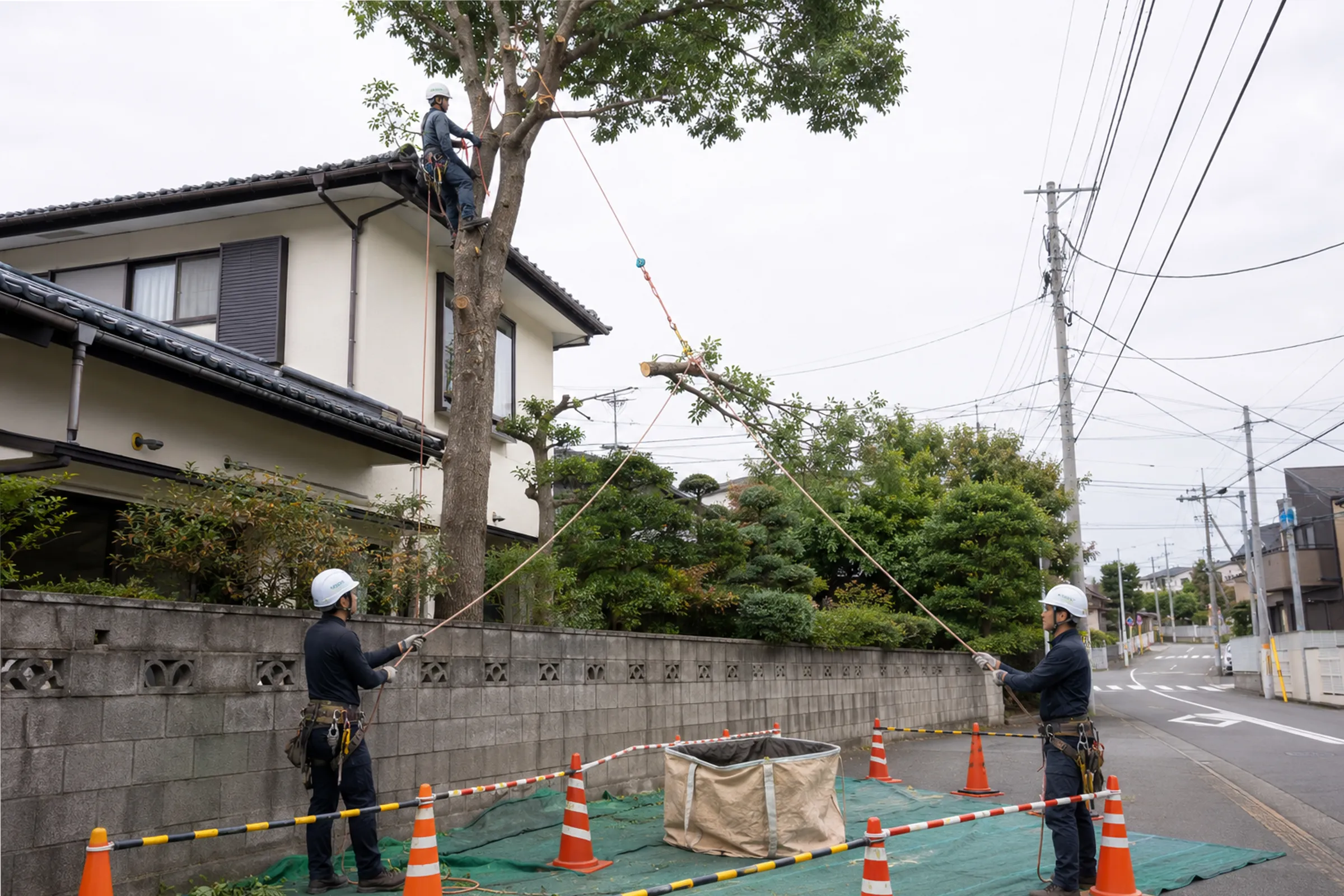 住宅と電線に近い木から、切った枝をロープで下ろす作業員
