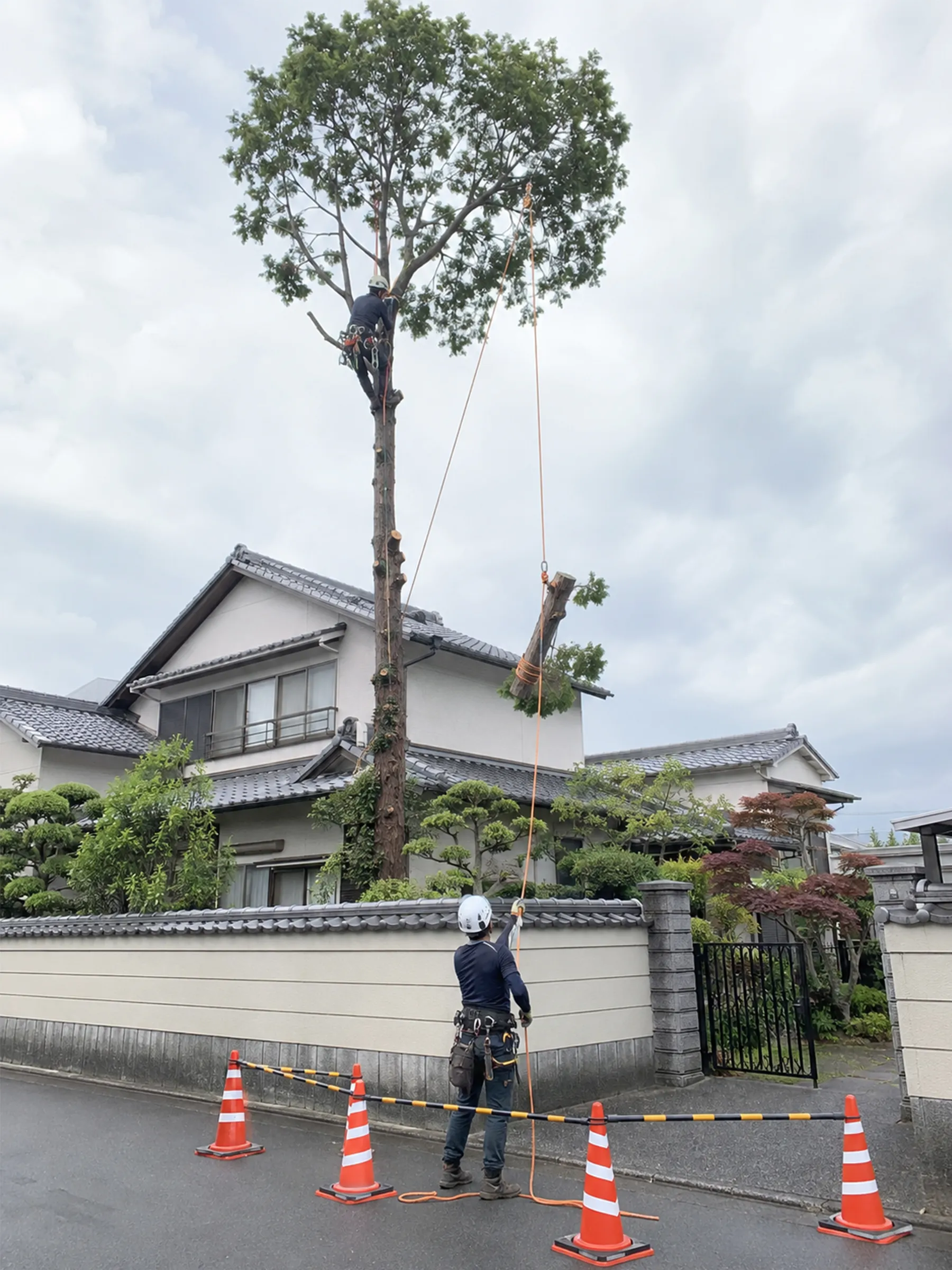 住宅に近い高木で、切った幹をロープで吊り下ろす作業員