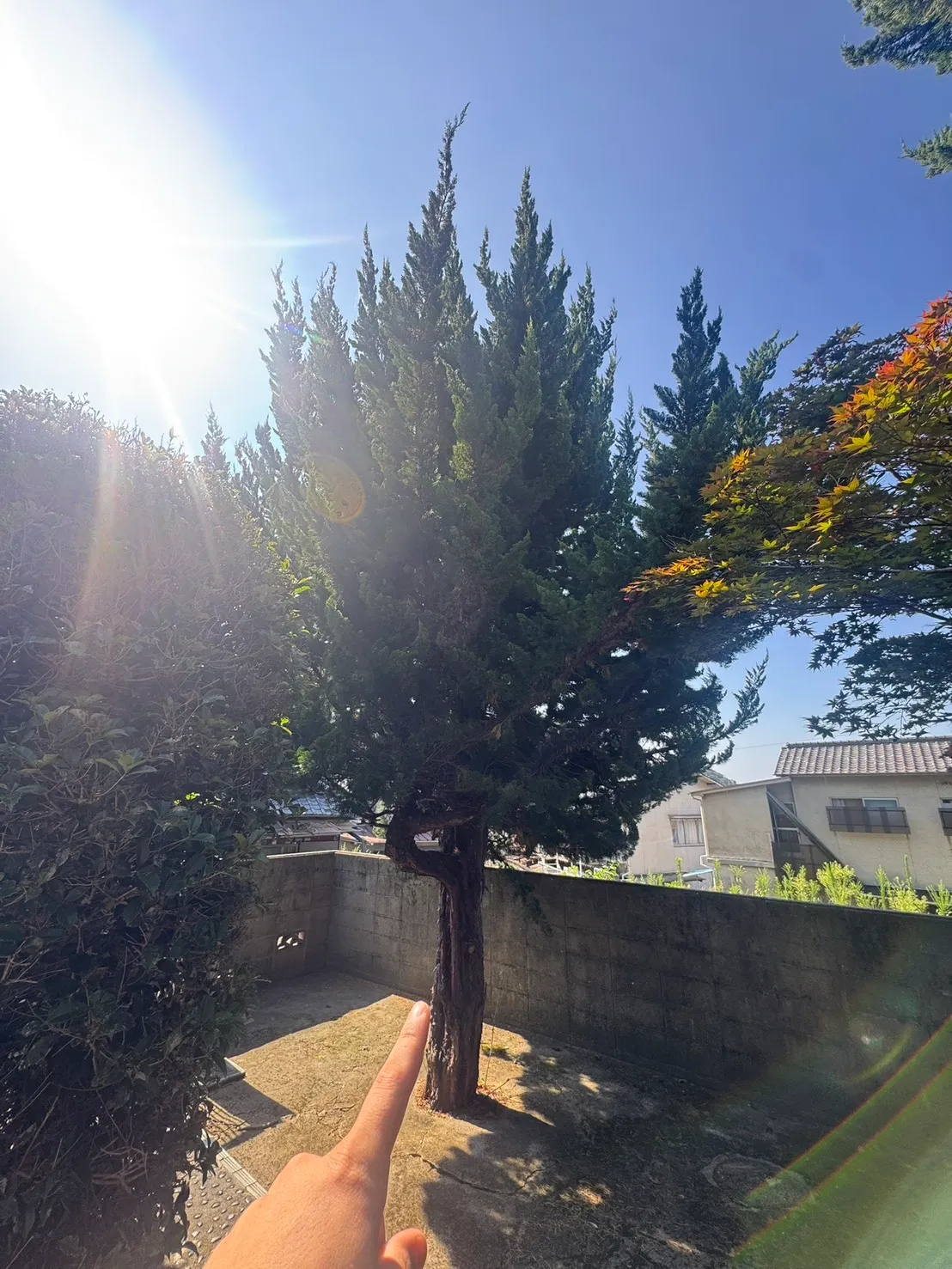 呉市の住宅で伐採前の塀沿いの庭木