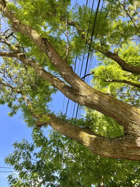 電線に接触する木の枝