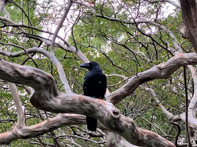 害鳥の住み着き