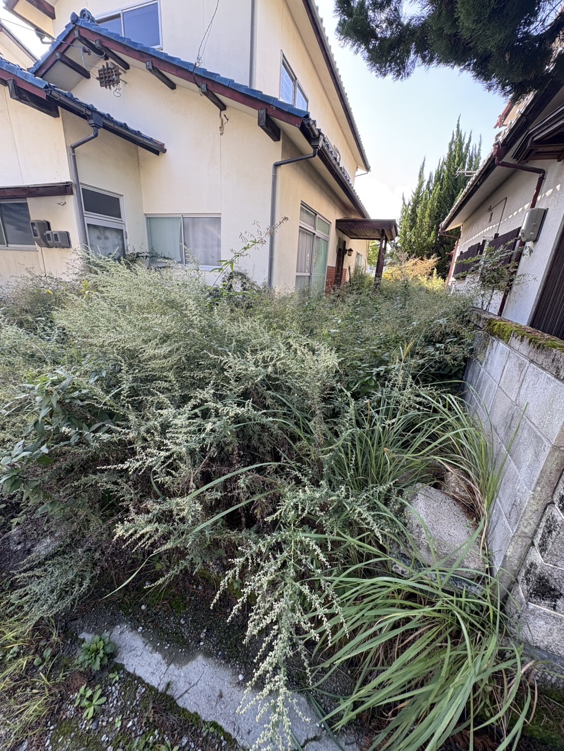 熊野町 密生した多年草と低木ビフォー