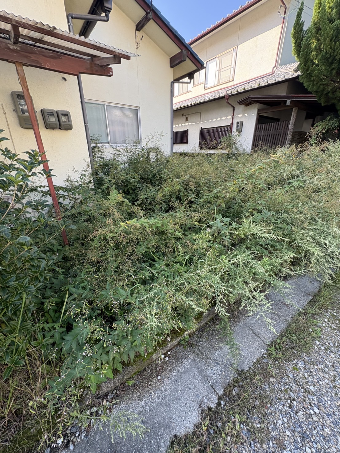 熊野町 住宅前面の繁茂した雑草ビフォー
