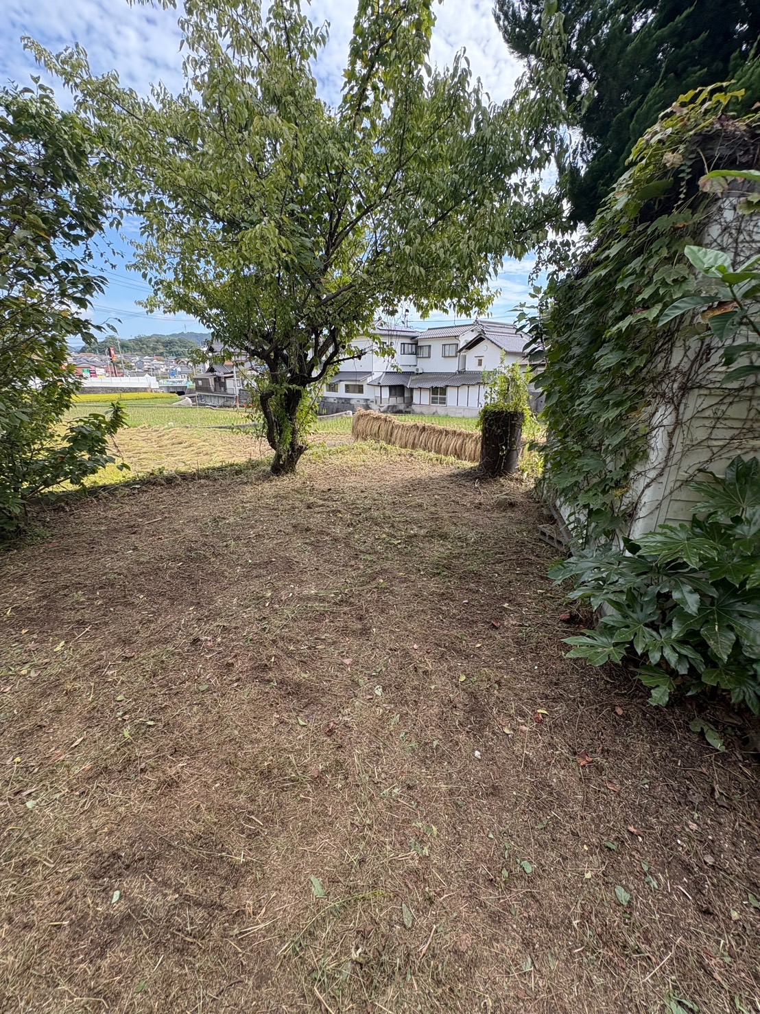 熊野町 裏庭の見通し回復