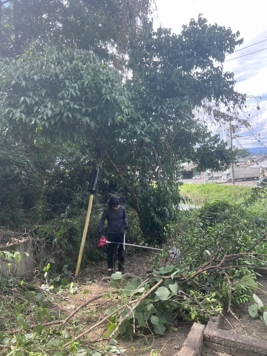 福山市神辺町川北 雑木更新枝と地際のつる（Before）