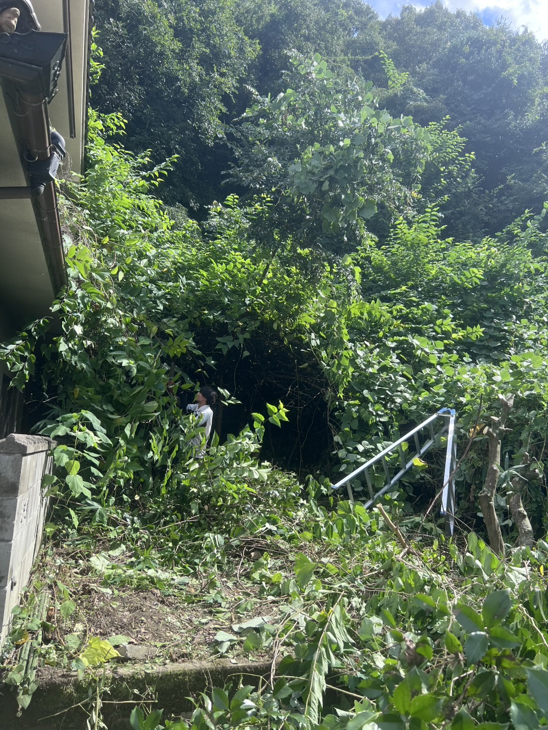 福山市神辺町川北 建物際の繁茂（Before）