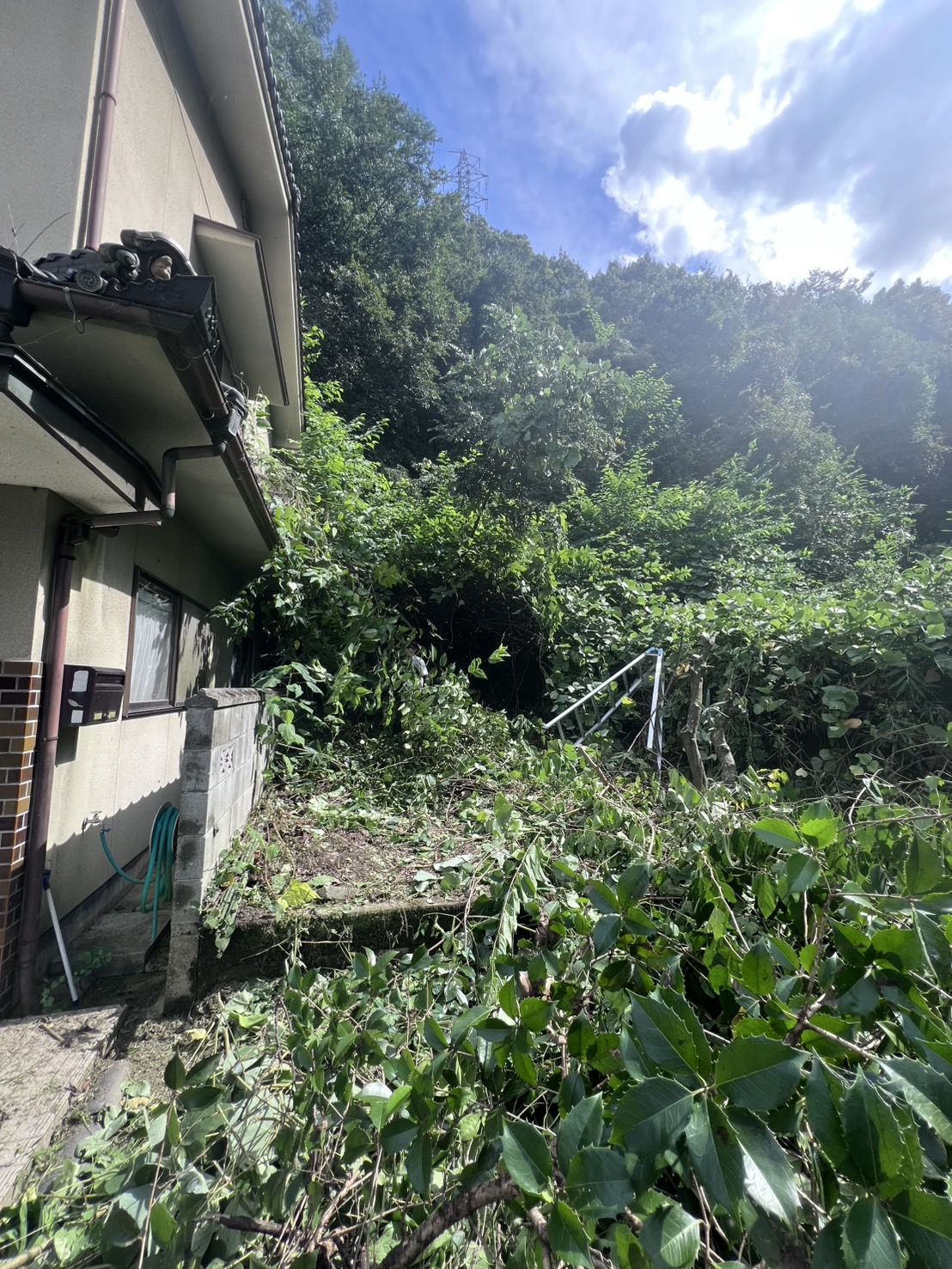 福山市神辺町川北 斜面側からの侵入植生（Before）